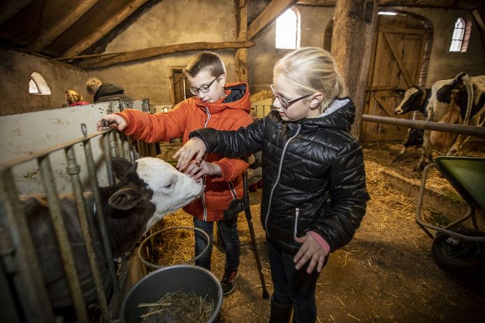 Kinderen aaien een jonge koe tijdens een bezoek aan een melkveehouder in Hezingen.