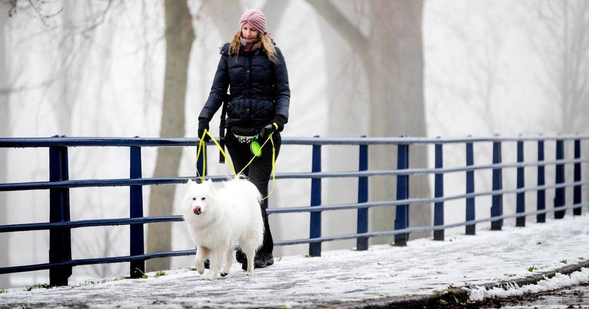 vrijheid blijheid voor hond in boxmeer boxmeer gelderlander nl