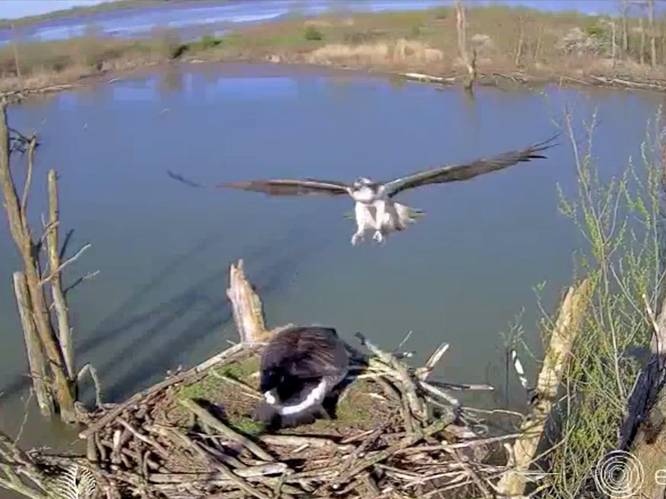 Visarend duikt op gans af na inpikken nest in de Biesbosch