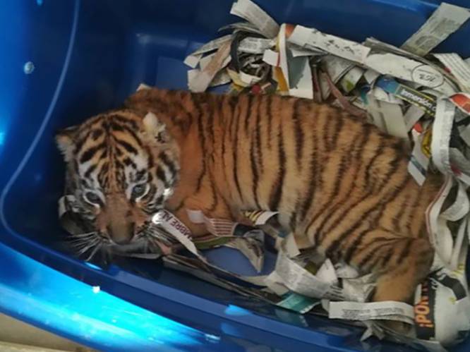 Mexicaanse inspecteurs vinden tijgerwelpje tussen de post