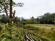 Utrechts Landschap koopt Harlanterrein bij Zeist en wil er bloemrijk stuk grond van maken