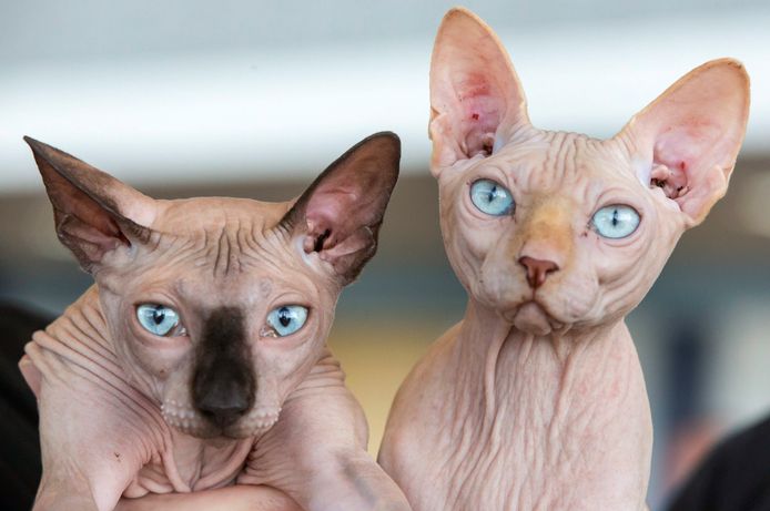 Twee haarloze Sphynx-katten.