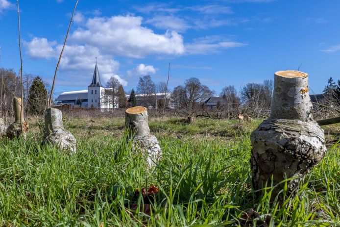 De gekapte bomen van de Eldense boomgaard.