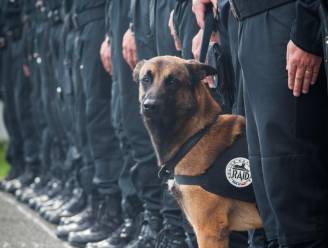 Politiehond Diesel krijgt postuum de hoogste Britse onderscheiding voor dieren