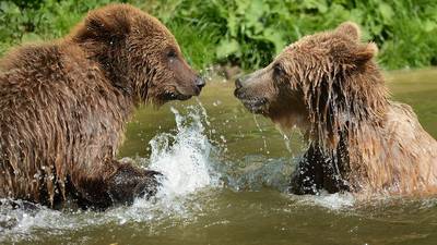 Deux ours abattus après s'être échappés de leur enclos dans un zoo en Angleterre