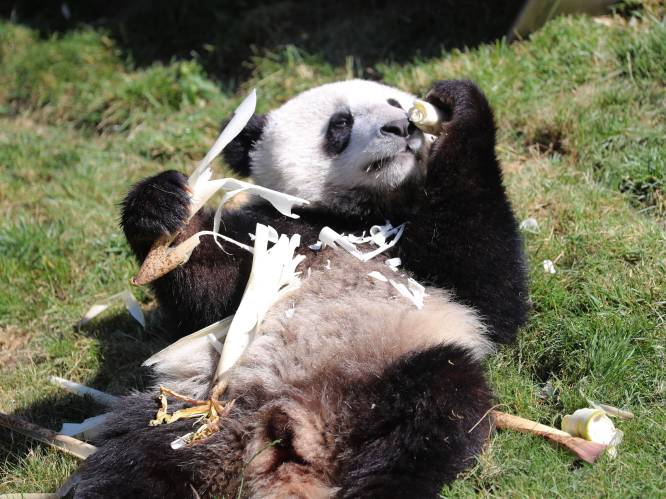 Belgische onderzoekers krikken voortplantingskansen panda's op