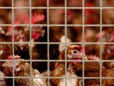 Hammenaar (61) hield tientallen kippen in te kleine hokjes: dieren zijn gezond maar hij krijgt ze niet terug