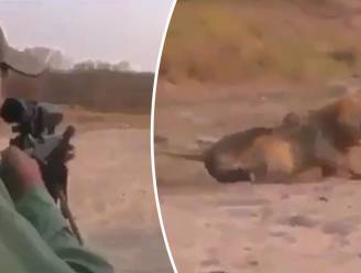 VIDEO. Ophef over “laffe” jager die slapende leeuw besluipt en doodschiet