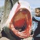 ‘Jaws uit 1975 is dé zomerfilm voor 2020’