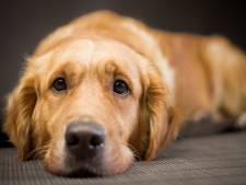 Un chien abandonné parcourt 64 km en 27 jours pour retrouver ses propriétaires