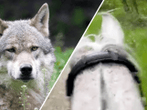 Ruiter schreeuwt naar wolf die haar achtervolgt: 'Ga weg!'