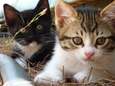 Belgen delen foto's van katten na oproep politie