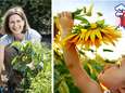 Zelf reusachtige zonnebloemen en pompoenen kweken? Laurence Machiels helpt je op weg