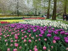 Tukkers naar de tulpen