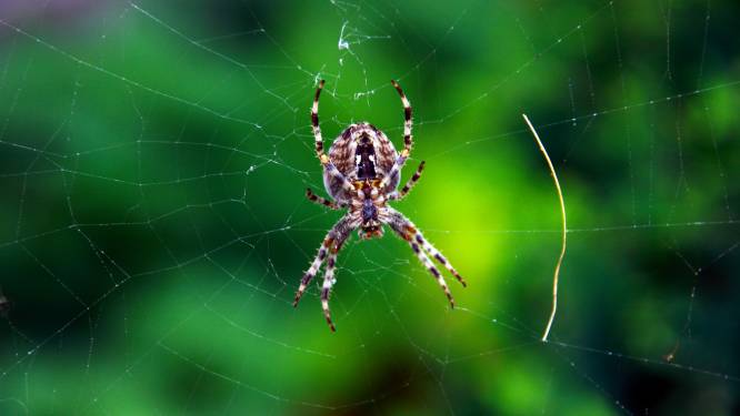 Spinneninvasie in Nederlandse huizen en tuinen