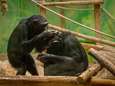 ZOO Antwerpen onderzoekt invloed van lockdown op dieren: “Chimpansees hadden tijdens de sluitingen opnieuw meer oog voor elkaar”