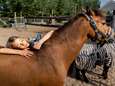 Zorgboerderij Samen Sterker: Wie wil dat nou niet. Leren klokkijken met een paard als grote wijzer 