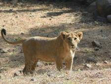 WWF: aantal conflicten tussen mensen en wilde dieren bereikt zorgwekkend niveau