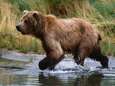 Protestations contre la chasse dans des réserves en Alaska