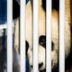 Reuzenpanda's drukken het ellendenieuws even weg
