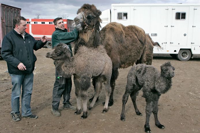 Archieffoto van Bert Roelofs (links) aan het werk met zijn dieren.