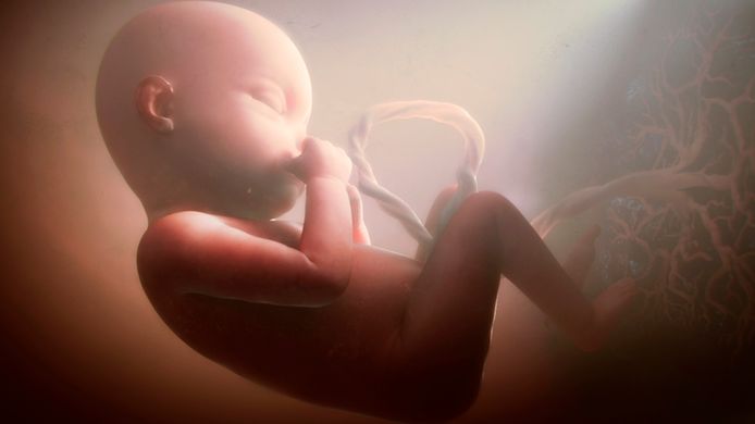 Illustratie van een menselijke foetus. De placenta (uiterst rechts) brengt zuurstof en voedingsstoffen naar de foetus.
