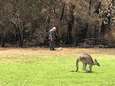 “Krijg na 40 jaar nog altijd tranen in mijn ogen”: Australische dierenarts (70) moet zwaar verbrand kangoeroejong afmaken 