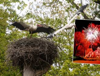 Ooievaars bouwen nest op ‘vuurwerkplek’ Koningsdag: ‘We moesten snel schakelen’