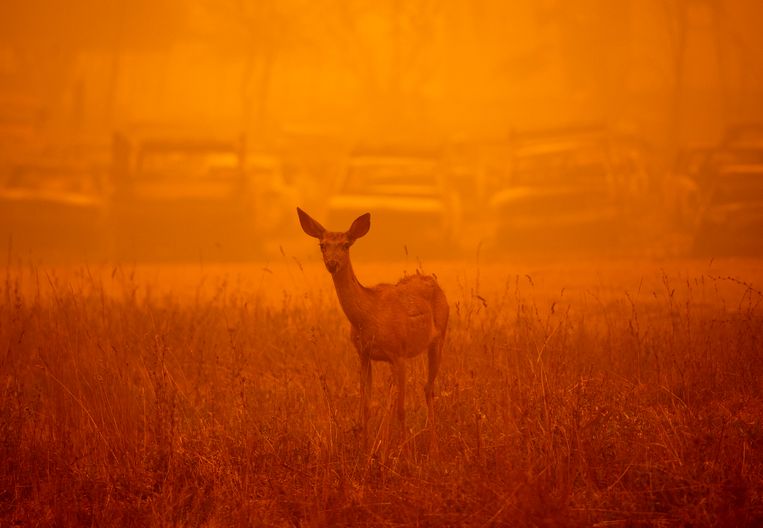Een hert in de dikke rook van een Californische bosbrand in augustus. Beeld AFP