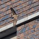 Voor België uiterst zeldzame vogel verblijft al enkele dagen rond Gents ziekenhuis