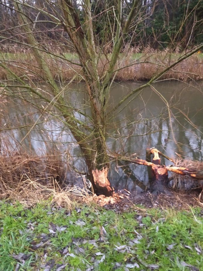 Knaagsporen van bevers langs de Moervaart in Stekene.