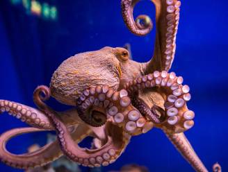 Net als mensen: octopussen willen knuffelen na inname van ecstasy