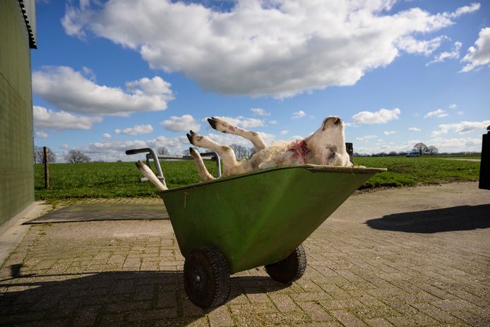 Precies een maand geleden werd bij Eibergen bij de familie Baak een schaap doodgebeten (archieffoto); nu herhaalt een vergelijkbare actie zich bij Ruurlo.