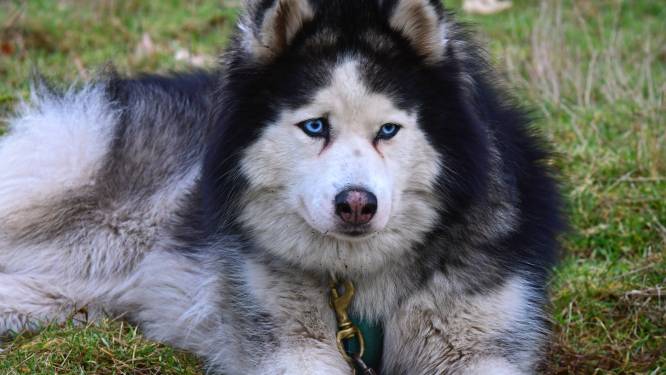 Danny gaat met zijn Siberische Husky Gaia rennen bij het Noorderlicht