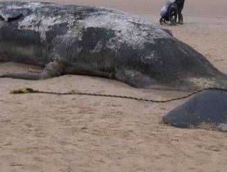 Vijf dode walvissen in week tijd bij Sicilië
