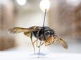 Een opgezette Aziatische hoornaar in museum Naturalis. De grote zwarte wesp, die van oorsprong uit China komt, vreet bijen op en kan agressief zijn tegen mensen die hem storen.