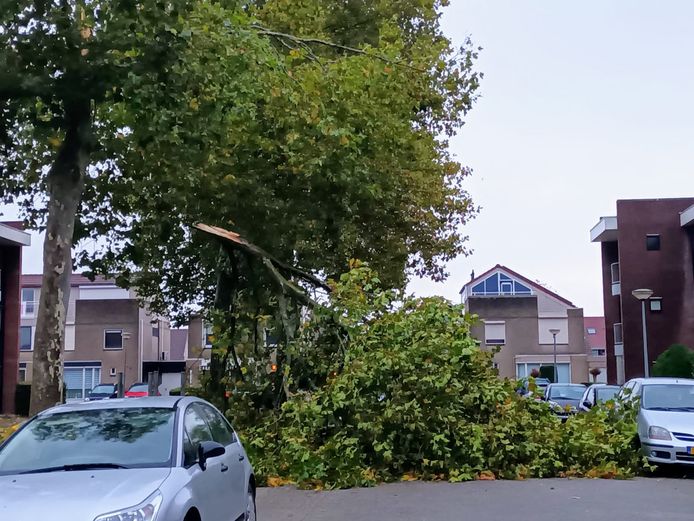 Aan de Pimpernel in Tiel is tijdens de storm een tak van een boom gescheurd.