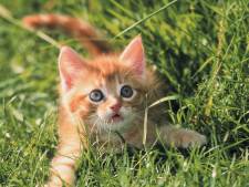 Les excuses du maire qui se vantait de tuer des chats