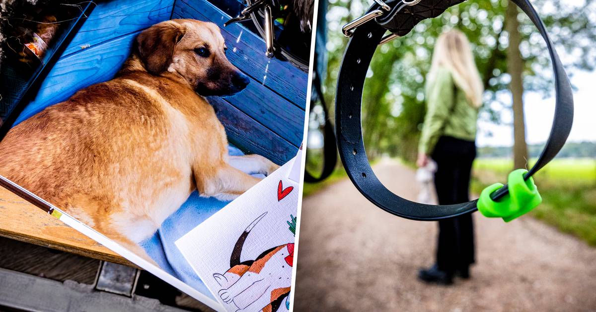 L’aventure avec le chien adoptif d’Anouk et Léon prend une tournure dramatique |  Tu devrais l’entendre