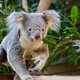 Vierde koala gestorven in Pairi Daiza: nog maar één dier over