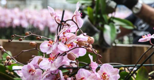 Primeur voor Nieuwaal: een orchideeën drive-in; hoe minder planten in de container, hoe beter - BD.n
