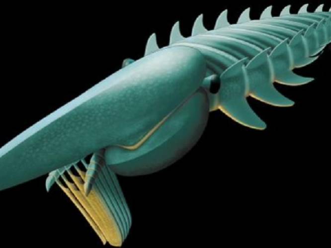 'Vriendelijk' zeemonster waarde 480 miljoen jaar geleden in onze zeeën rond