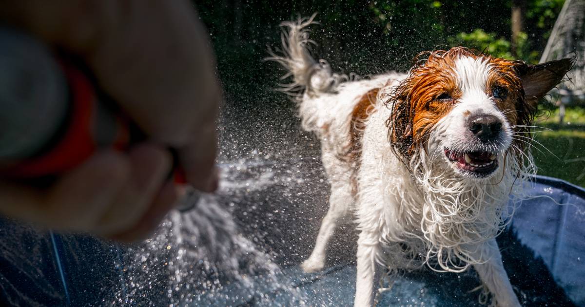 Dierenhulplijn waarschuwt: Hond kan poten verbranden door heet asfalt