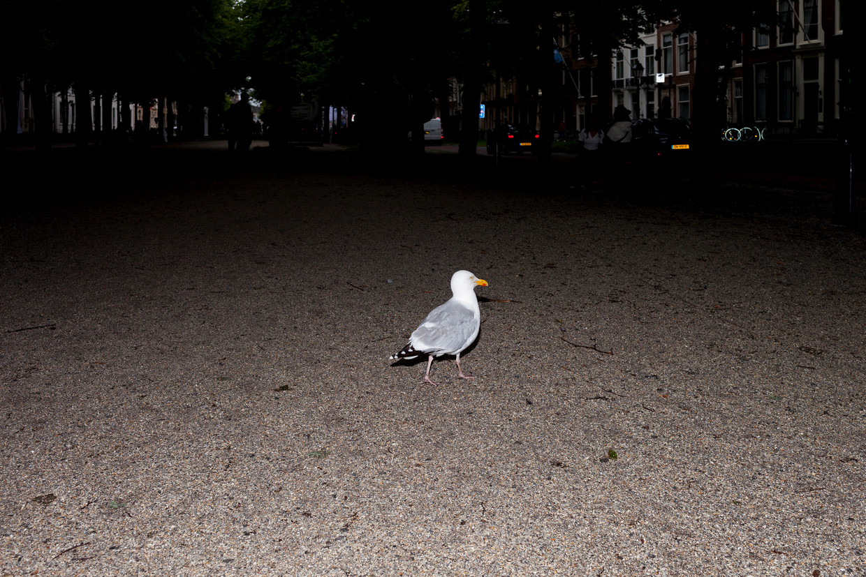 Een meeuw op het Lange Voorhout. Beeld Renate Beense