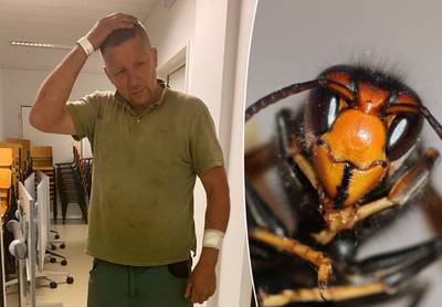Tuinaanlegger Geert (48) raakt met zijn kraan per ongeluk nest hoornaars: “Ik moest lopen voor mijn leven”