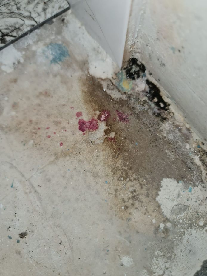 Een foto van de schimmel die in het appartement van Bianca van der Kraan werd aangetroffen.