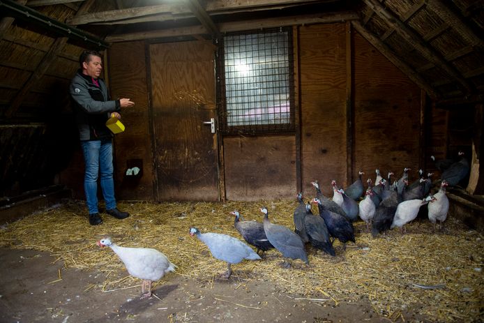 Martijn Schmand van Kinderparadijs Malkenschoten heeft de parelhoenders met voer naar binnen moeten lokken. ,,Inmiddels weten ze ook wel dat we ze willen vangen en dan rennen of vliegen ze heel hard weg.’’