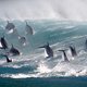 'Blue Planet II': nu ook op Canvas