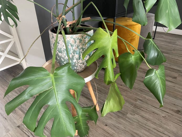 Help! De planten hangen slap en bijna dood: met deze eenvoudige tips kun je ze redden | Deze verhalen uit Groene Hart mag je niet missen | AD.nl