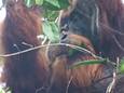 Orang-oetan kauwt op geneeskrachtige plant om wond te helen